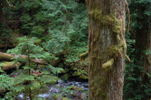 Mack Creek old-growth forest