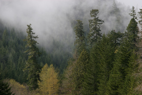 Lookout Creek old-growth forest