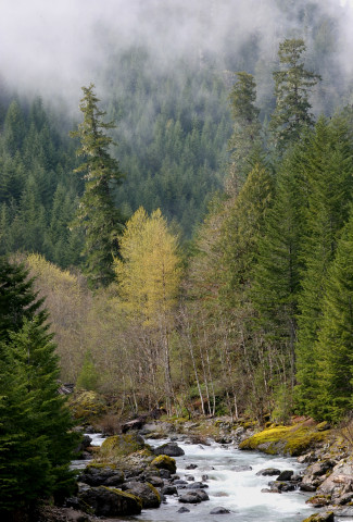 Lookout Creek old-growth forest