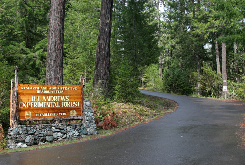 Lookout Creek old-growth forest