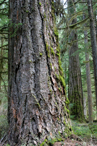 Lookout Creek old-growth forest