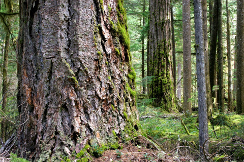 Lookout Creek old-growth forest