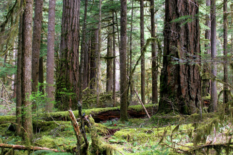 Lookout Creek old-growth forest