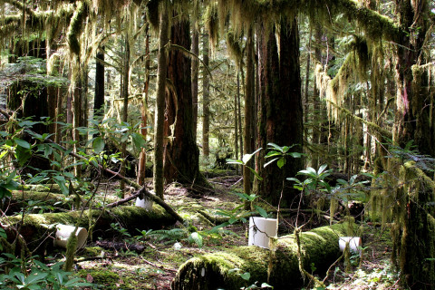 Lookout Creek old-growth forest