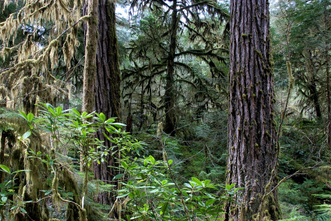 Lookout Creek old-growth forest