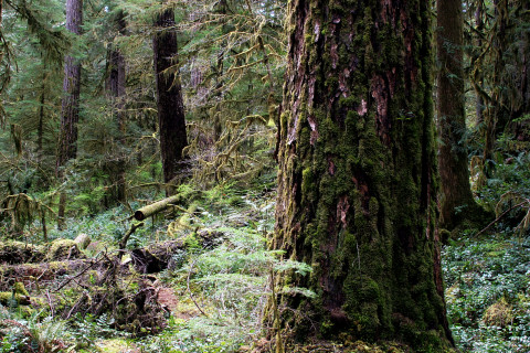 Lookout Creek old-growth forest
