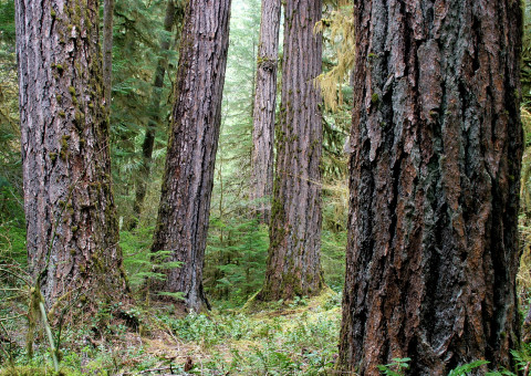 Lookout Creek old-growth forest
