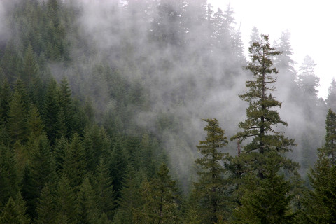 Lookout Creek old-growth forest