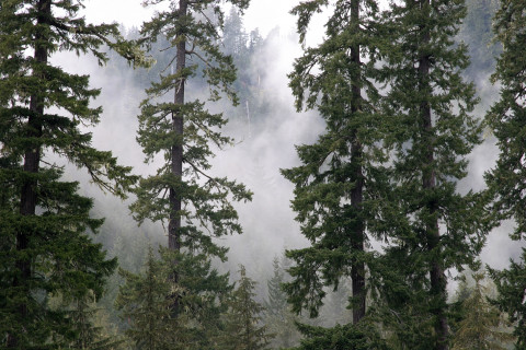 Lookout Creek old-growth forest