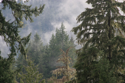 Lookout Creek old-growth forest