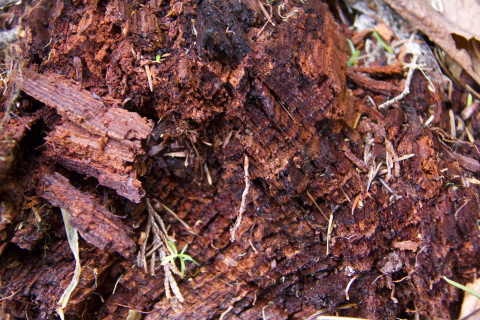 Phenology Pulse Field Day June 2011