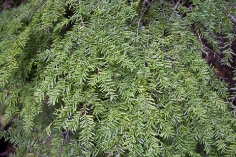 Phenology Pulse Field Day June 2011