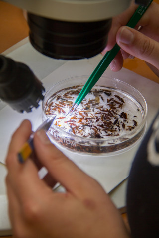Insect lab work for the phenology project, July 2014