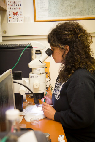 Insect lab work for the phenology project, July 2014