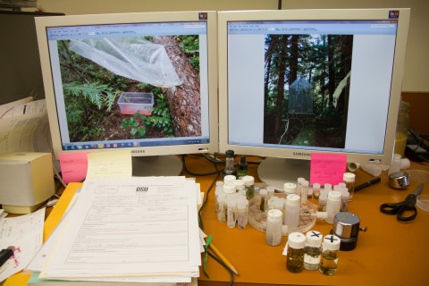 Insect lab work for the phenology project, July 2014