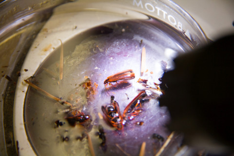 Insect lab work for the phenology project, July 2014