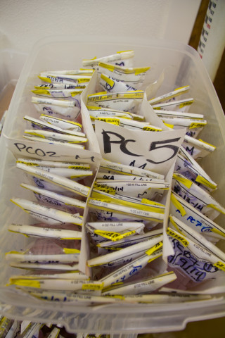 Insect lab work for the phenology project, July 2014
