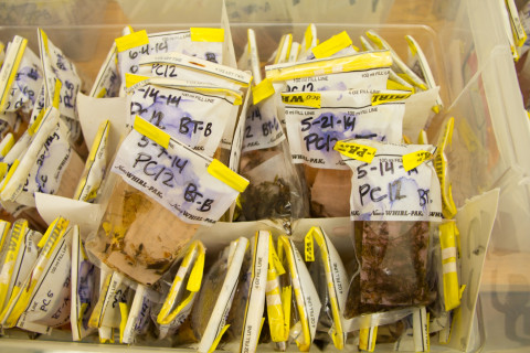 Insect lab work for the phenology project, July 2014