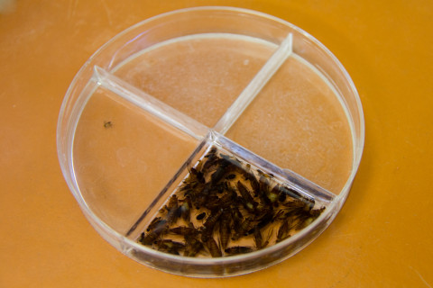 Insect lab work for the phenology project, July 2014