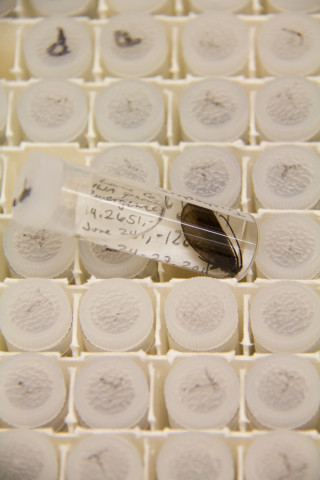 Insect lab work for the phenology project, July 2014
