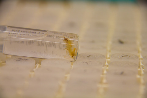 Insect lab work for the phenology project, July 2014
