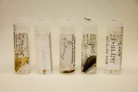 Insect lab work for the phenology project, July 2014
