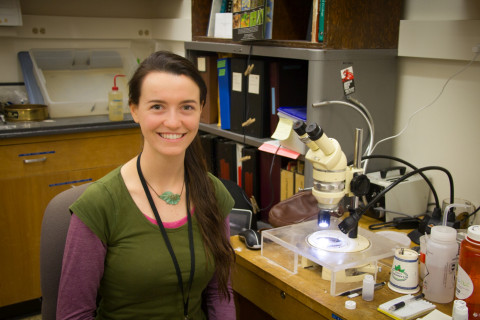 Insect lab work for the phenology project, July 2014