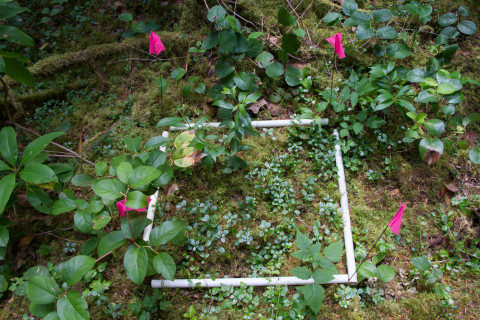 Plant Phenology field work, July 2014