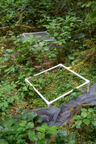 Plant Phenology field work, July 2014