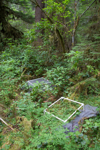 Plant Phenology field work, July 2014