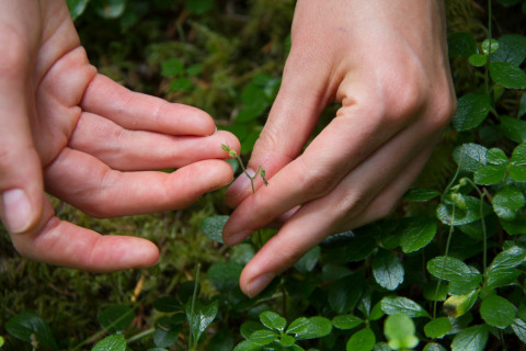Plant Phenology field work, July 2014