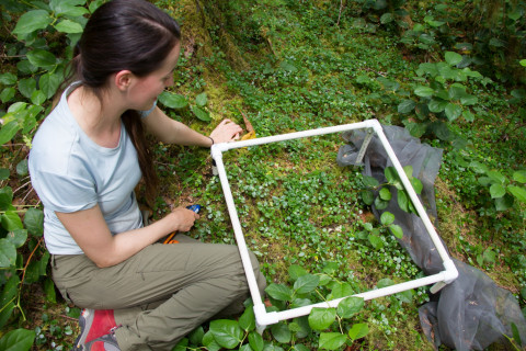 Plant Phenology field work, July 2014