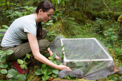 Plant Phenology field work, July 2014