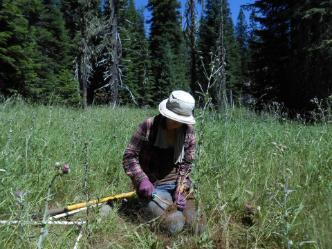 Meadow Ecology field work, July 2014