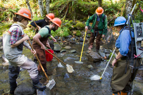 SCALER field work at the Andrews Forest