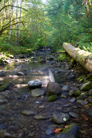 SCALER field work at the Andrews Forest