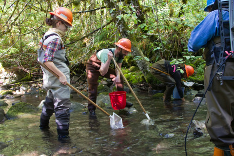 SCALER field work at the Andrews Forest