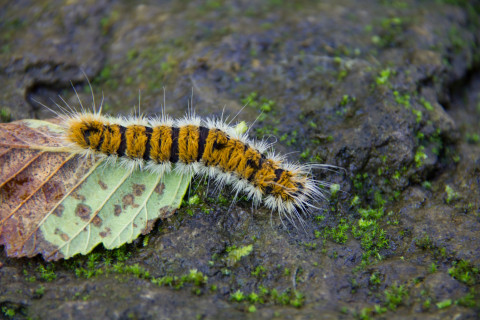 caterpillar