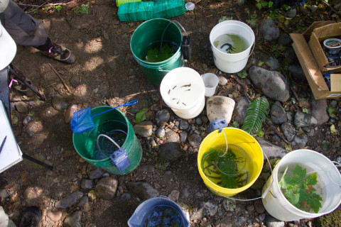 SCALER field work at the Andrews Forest