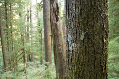 tagged tree