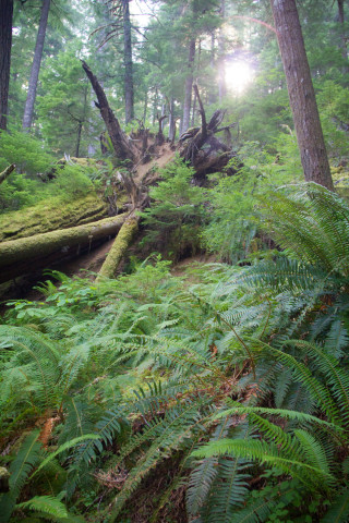 Andrews Forest LTER Executive Committee Retreat, August 2012