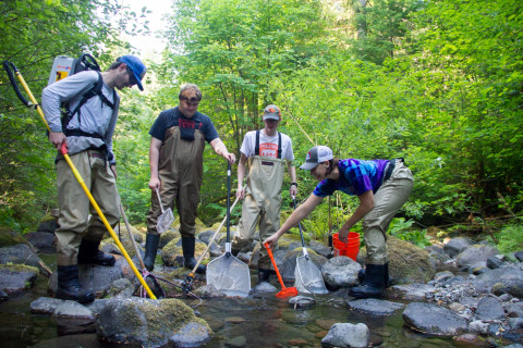 sampling fish and salamanders