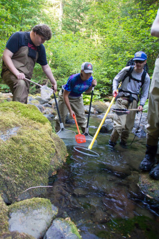 sampling fish and salamanders