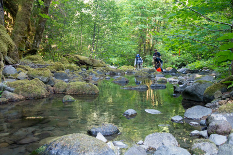 sampling fish and salamanders