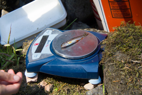 weighing fish