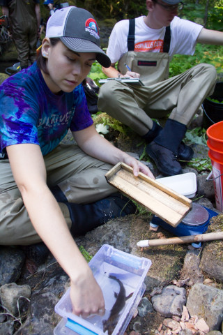recording length and weights of fish and salamanders