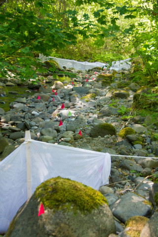stream reach for salamander study