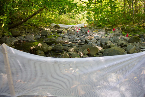 stream reach for salamander study