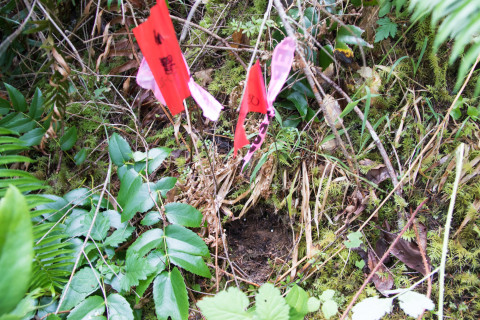 soil moisture rod in Watershed 1 plot