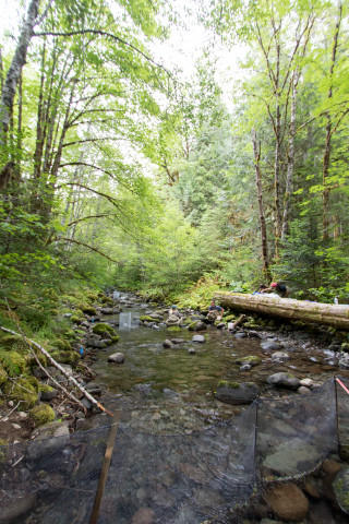 researchers in lower McRae Creek at the HJA